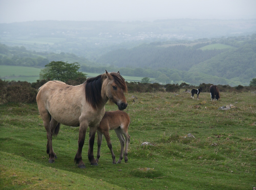 Zrusena trat Yelverton-Princetown3.jpg